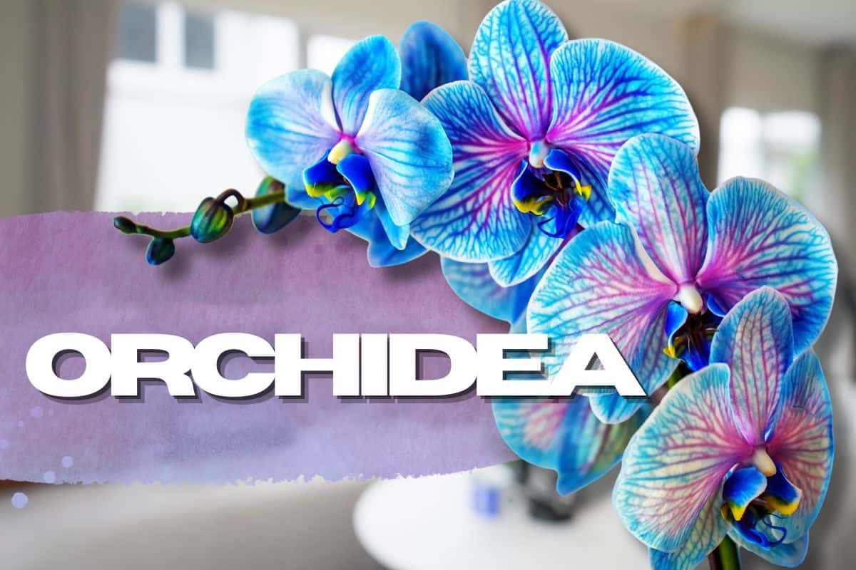 Orchidea